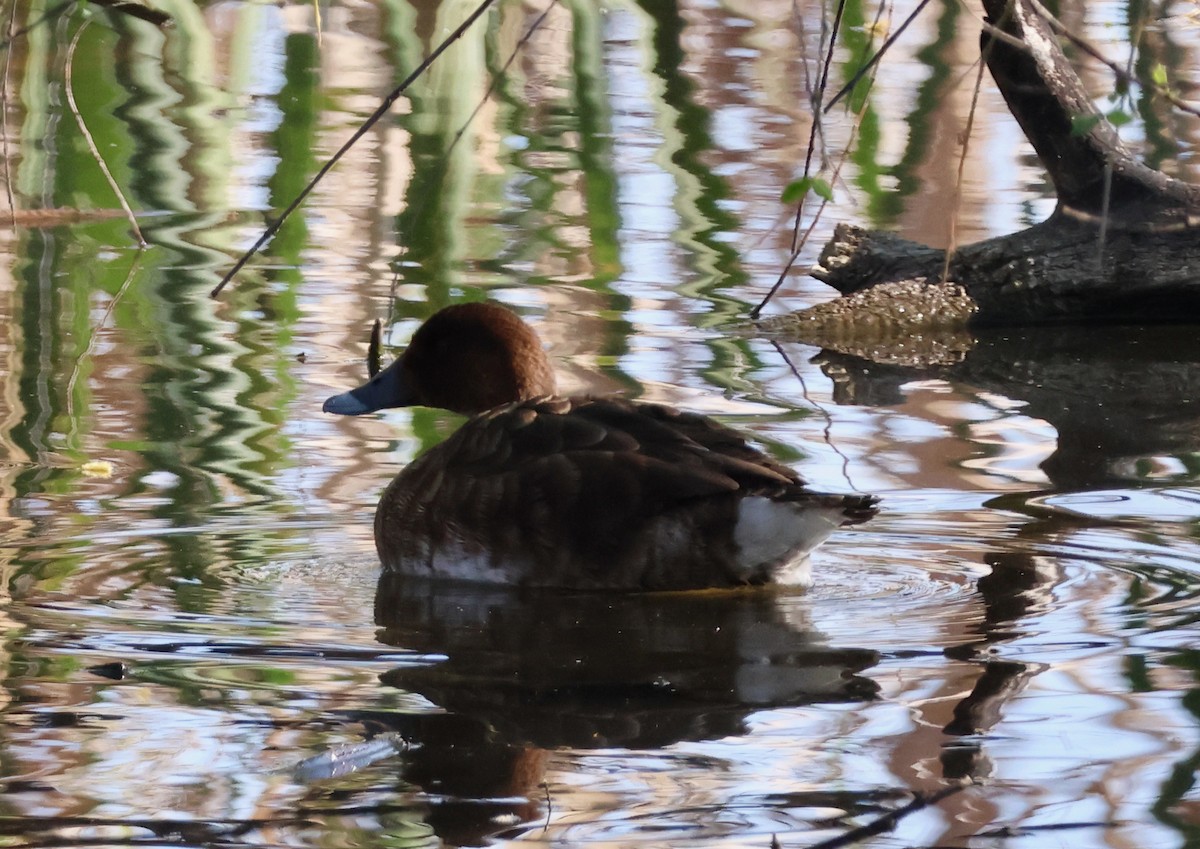 Australasian Shoveler - ML624533490