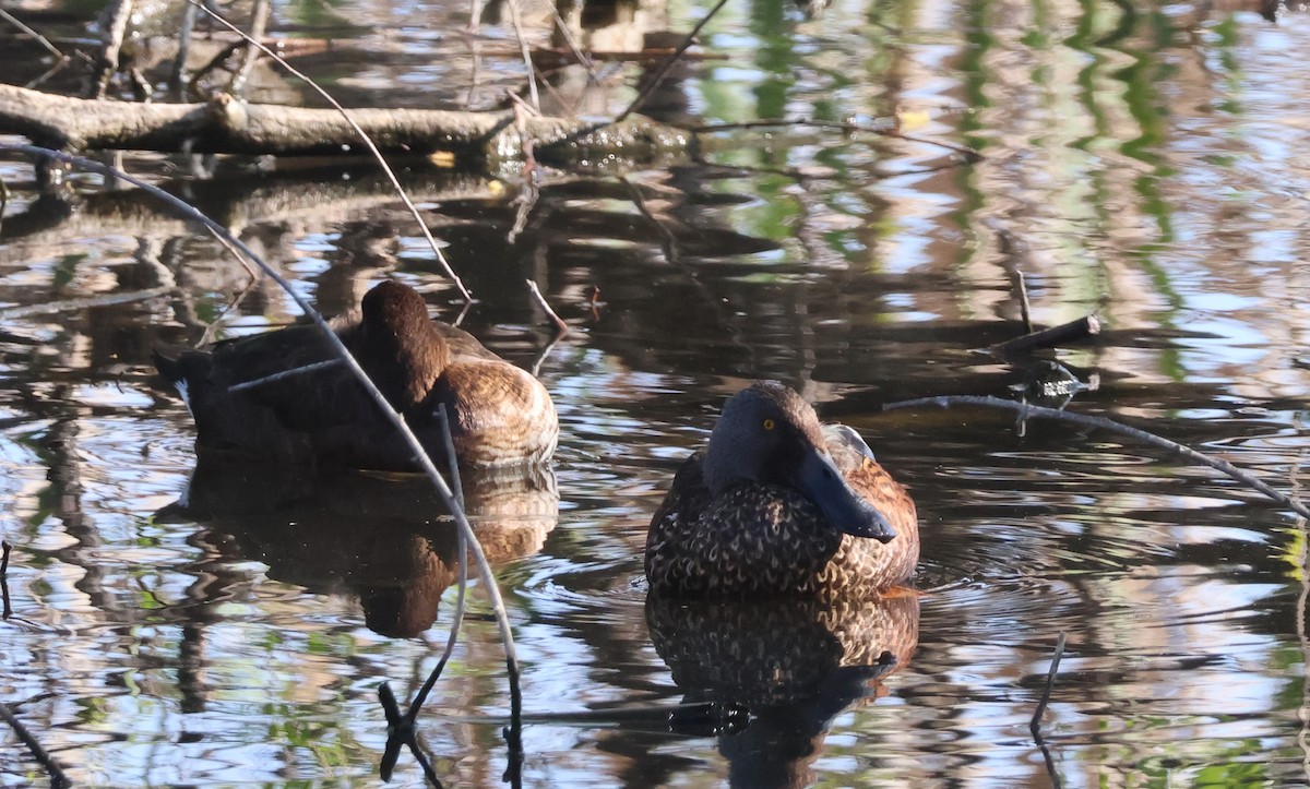 Australasian Shoveler - ML624533491