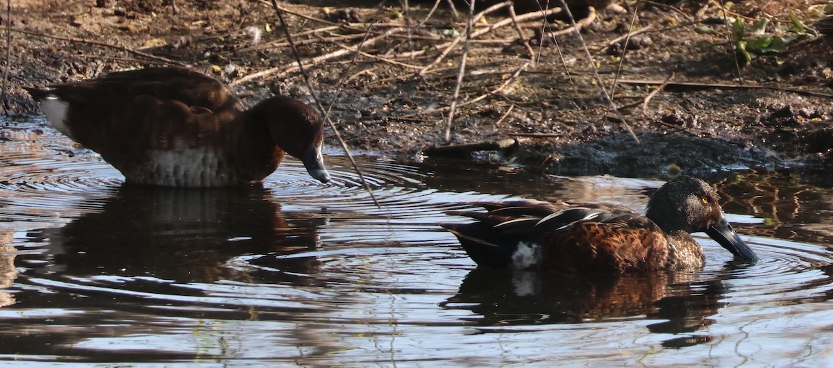 Australasian Shoveler - ML624533492