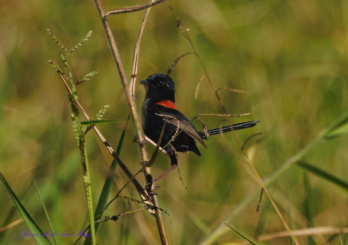 Red-backed Fairywren - ML624533494