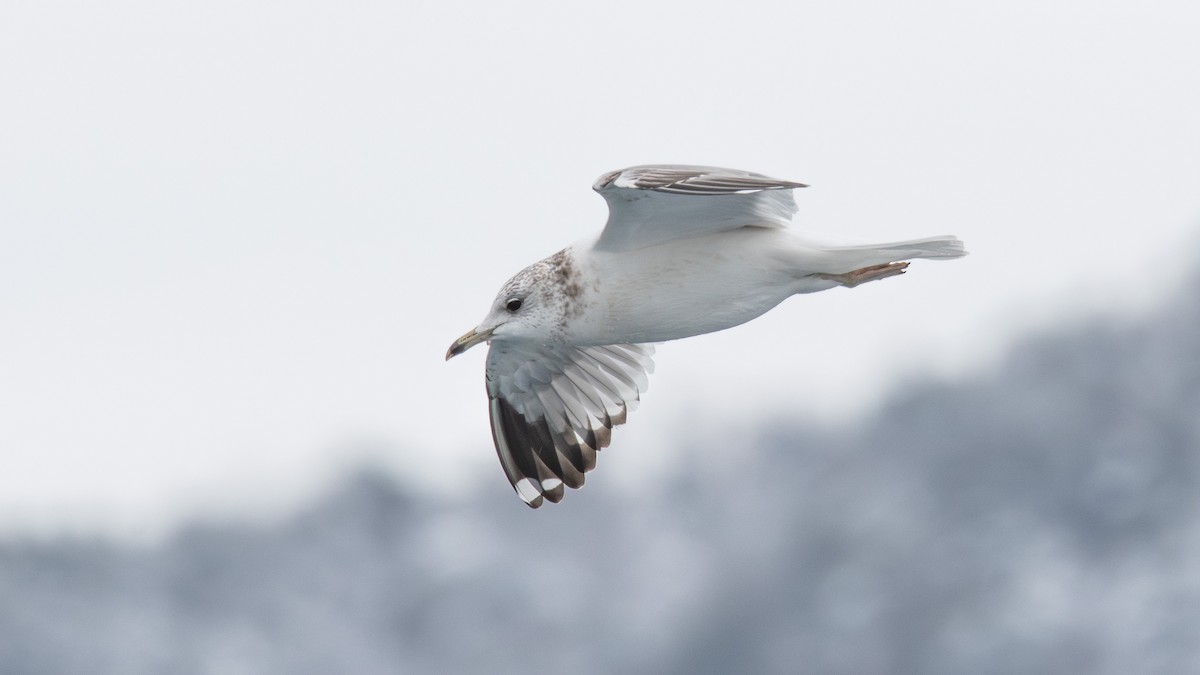 Common Gull (Kamchatka) - ML624533509