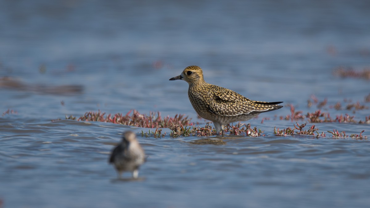 Chorlito Dorado Siberiano - ML624533529