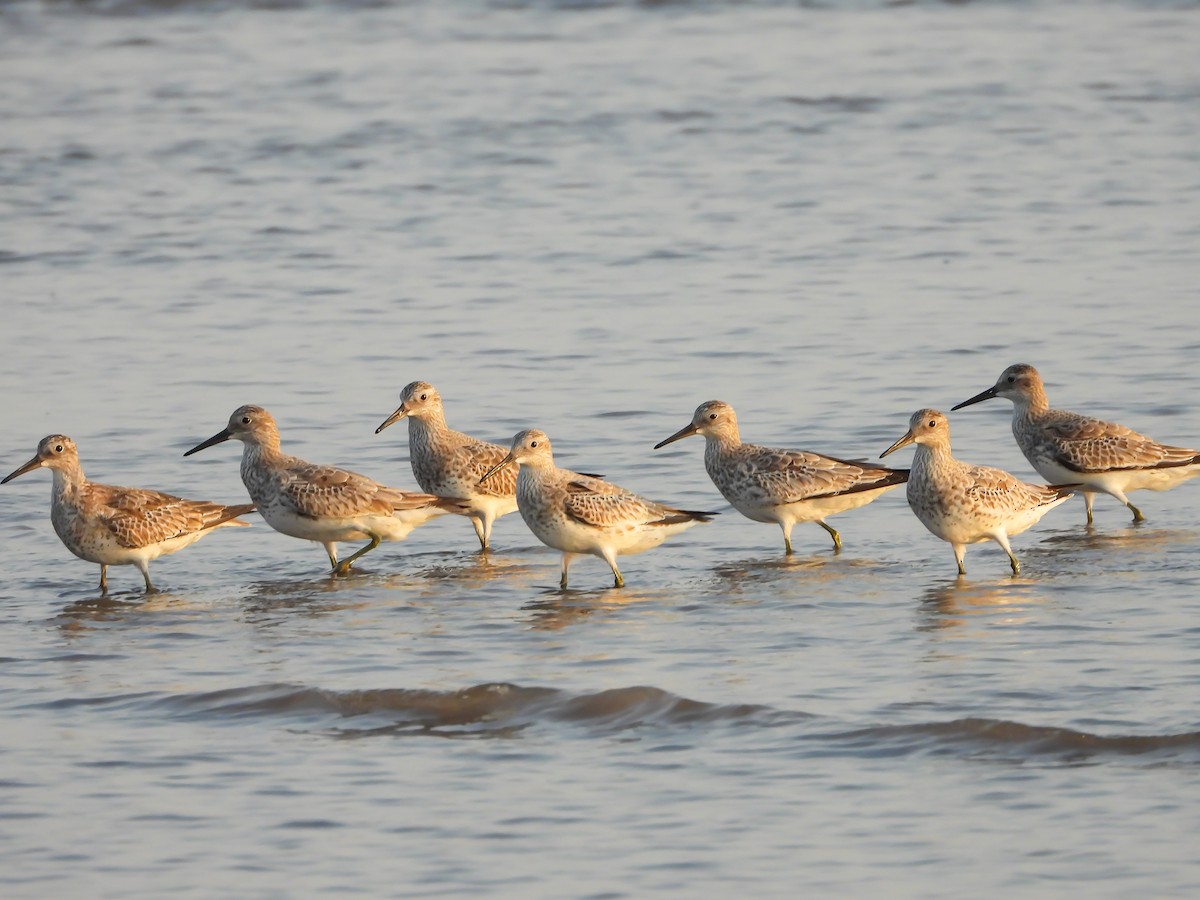 Great Knot - ML624533530