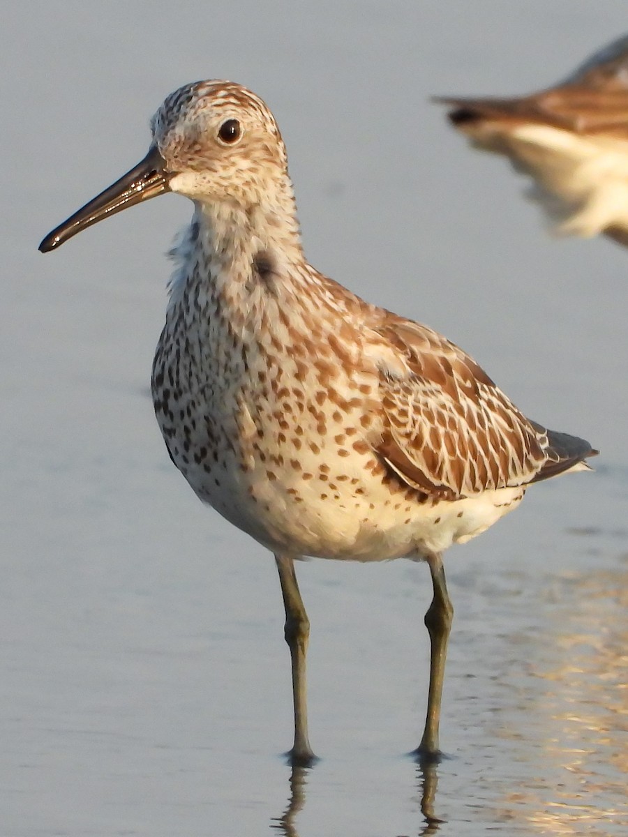 Great Knot - ML624533531