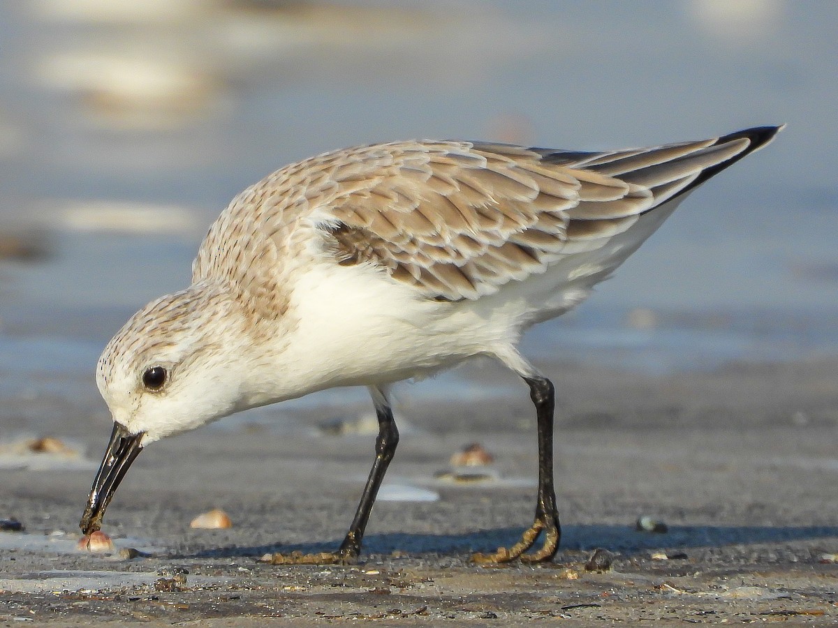 Sanderling - ML624533539