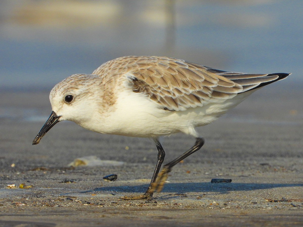 Sanderling - ML624533540