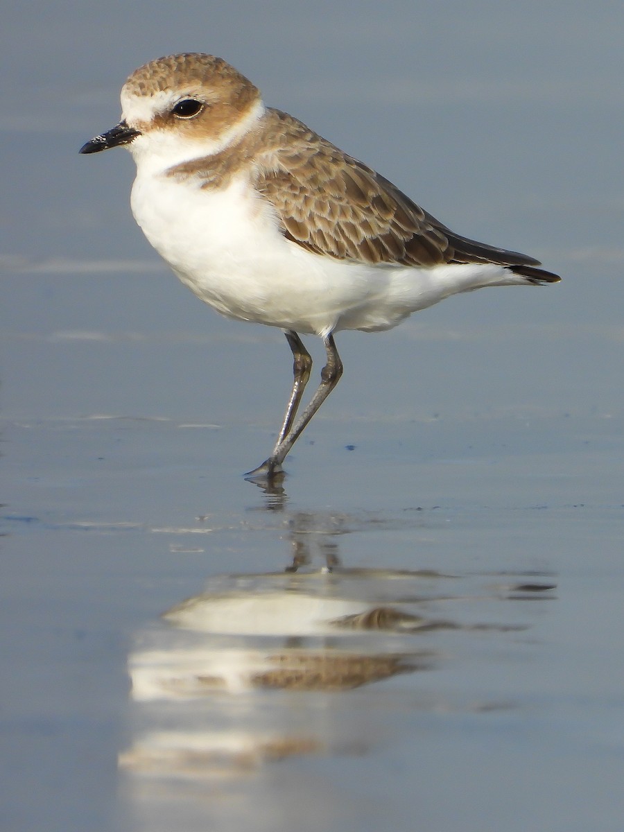 Kentish Plover - ML624533544