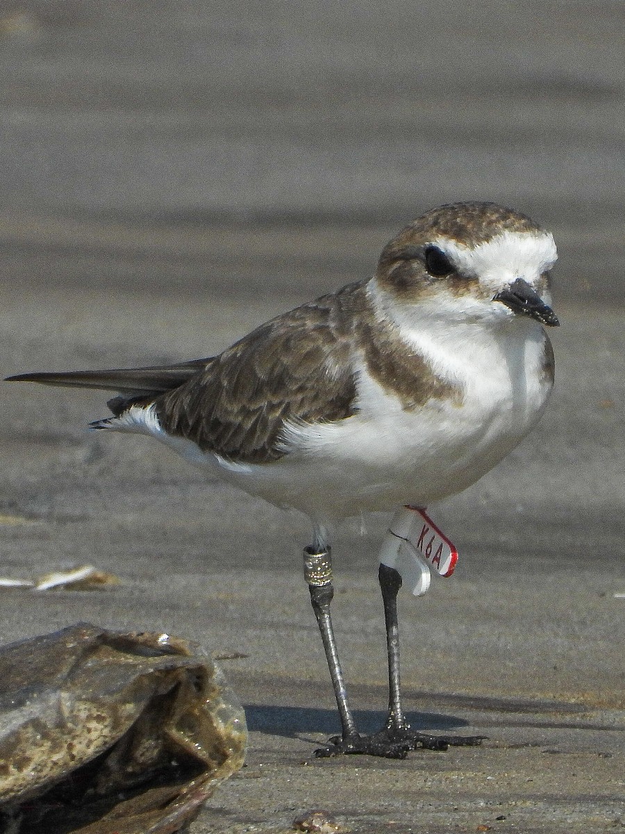 Kentish Plover - ML624533547