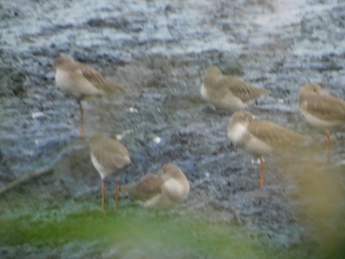 Common Redshank - ML624533548