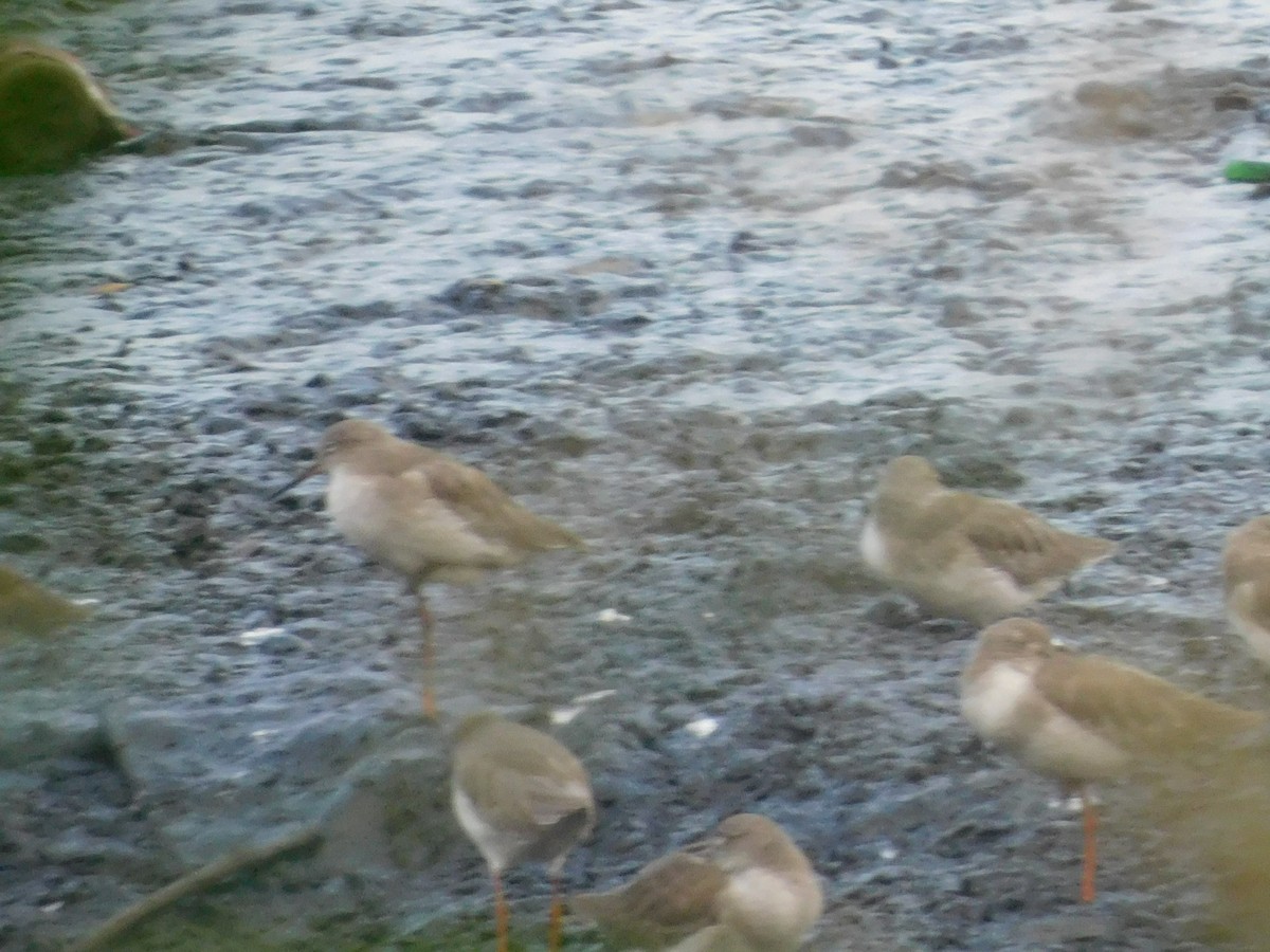 Common Redshank - ML624533550