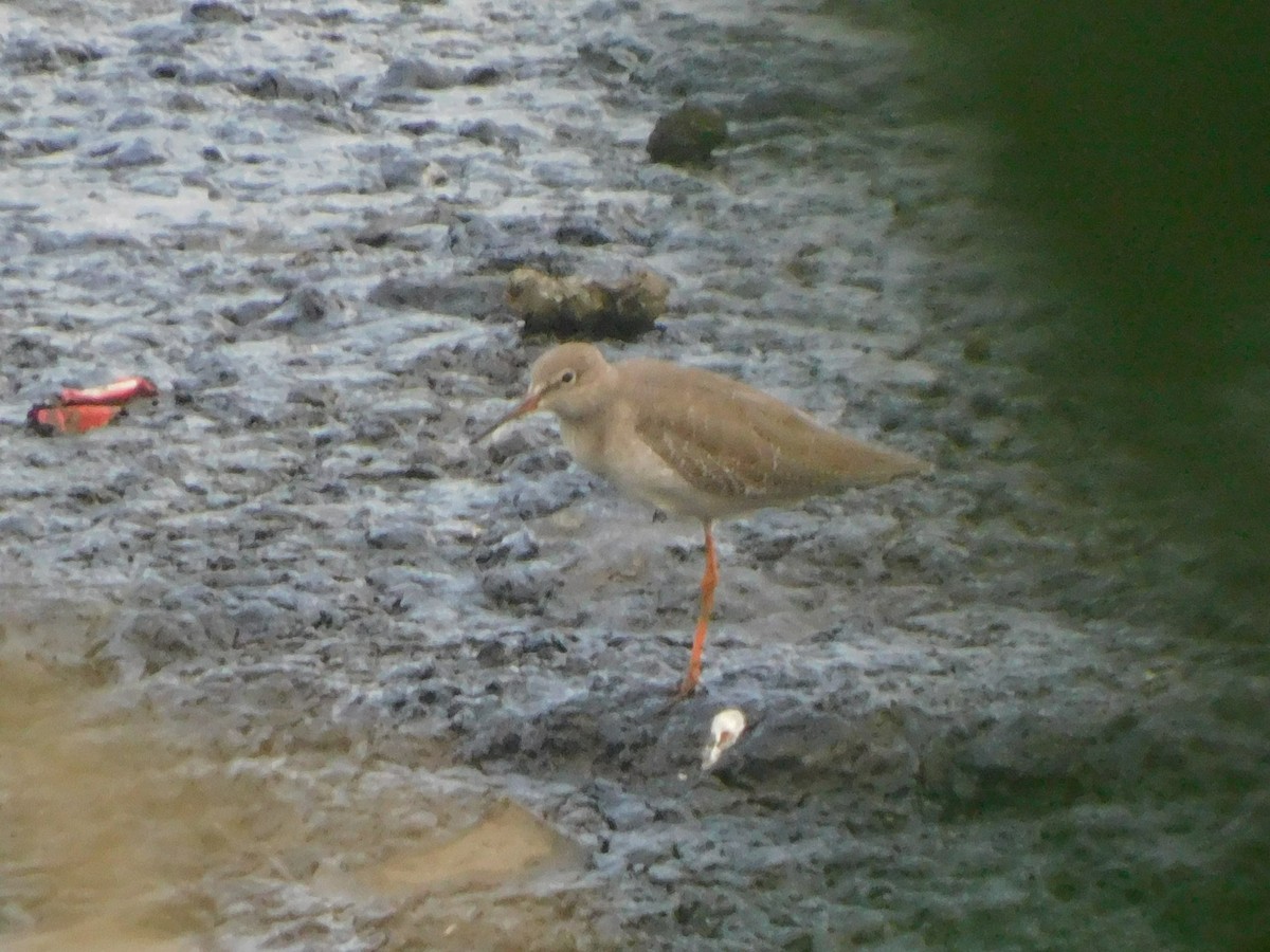 Common Redshank - ML624533551