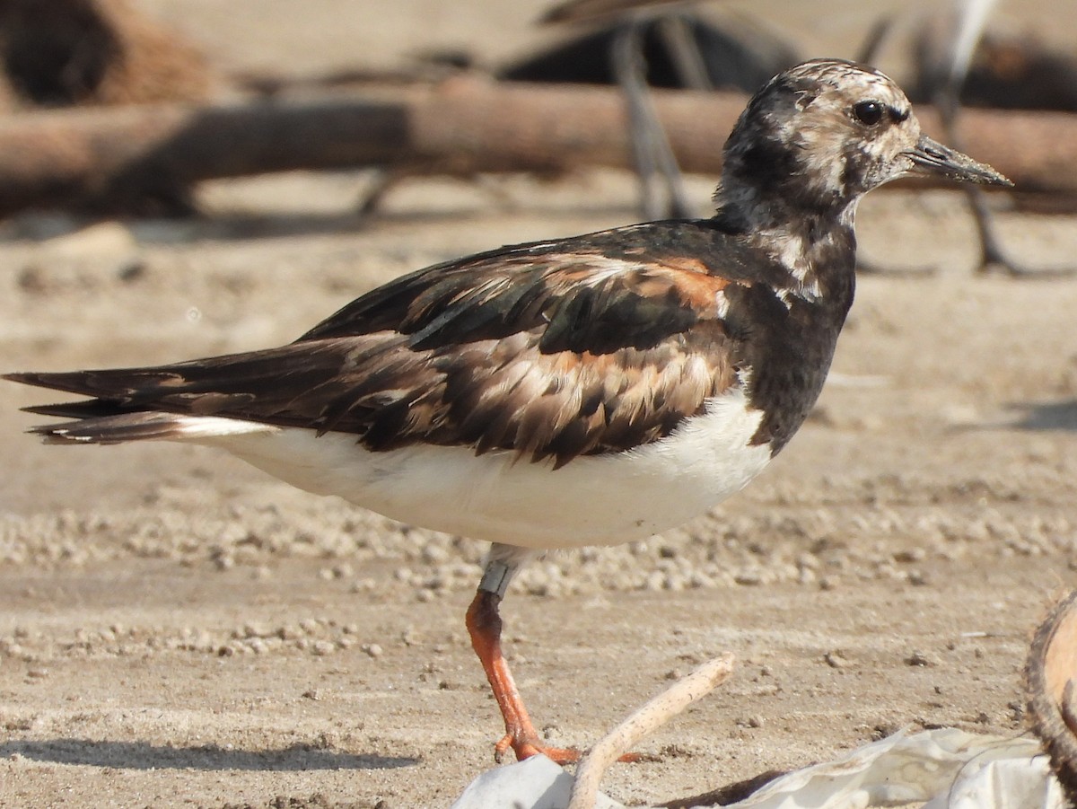 Ruddy Turnstone - ML624533552