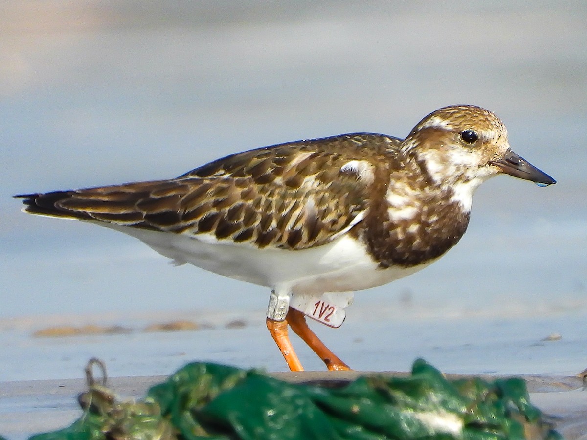 Ruddy Turnstone - ML624533553