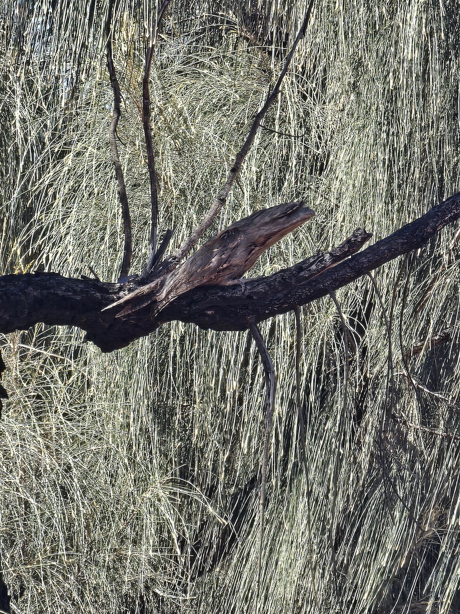 Tawny Frogmouth - ML624533558