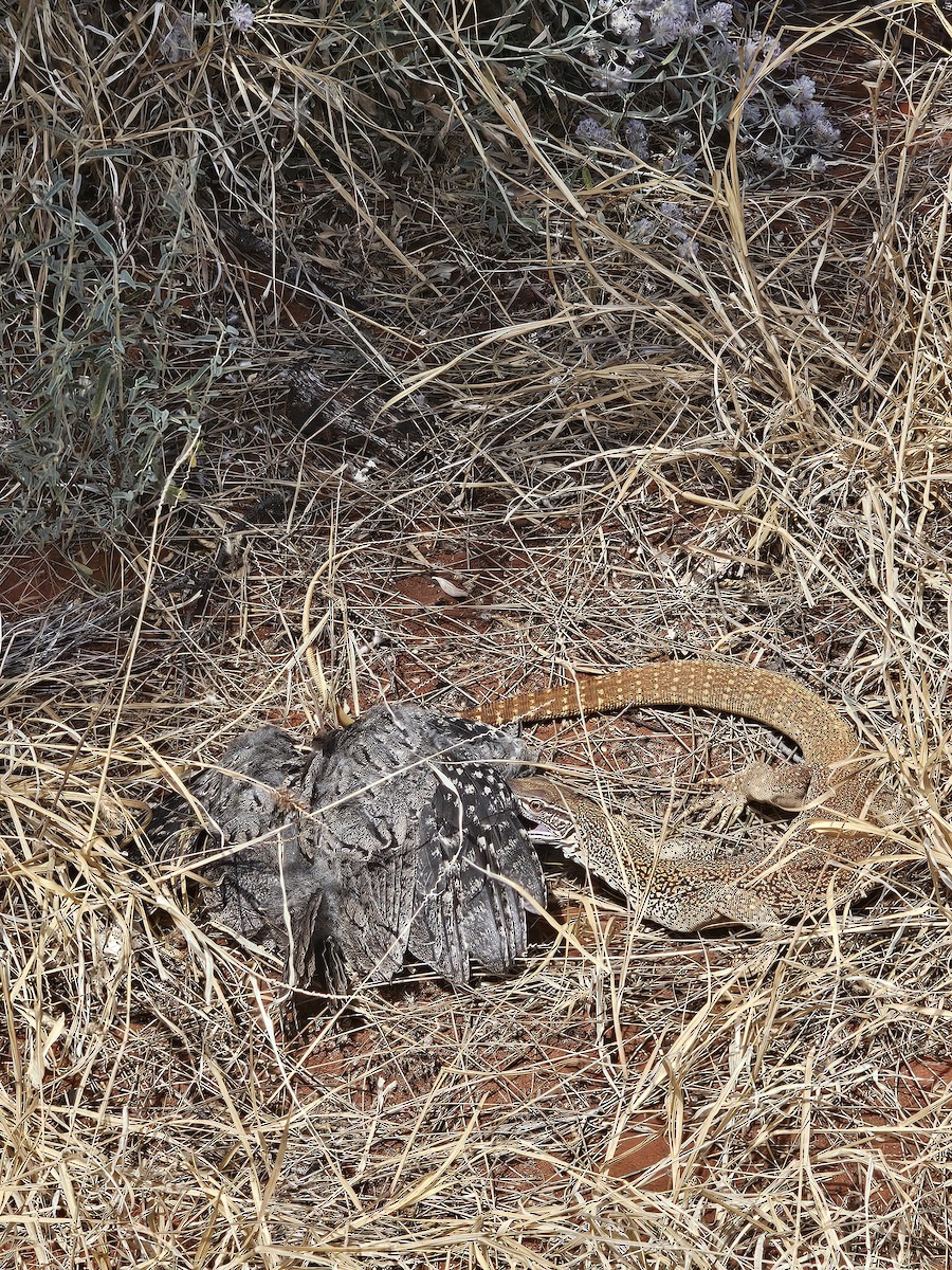 Tawny Frogmouth - ML624533559