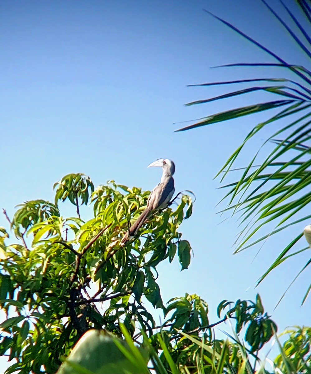 Indian Gray Hornbill - ML624533561