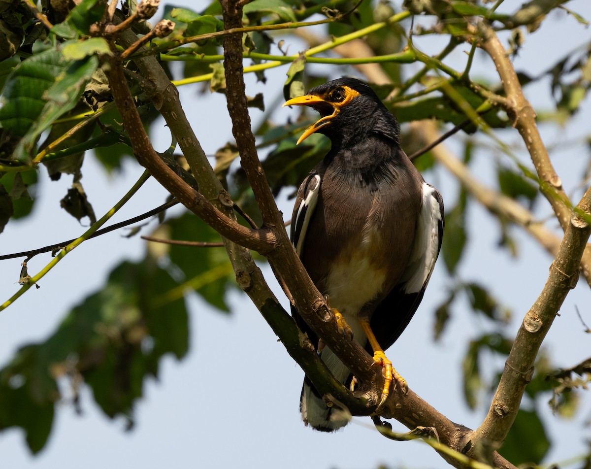 Common Myna - ML624533565