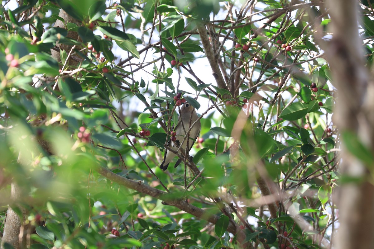 Chestnut-cheeked Starling - ML624533575