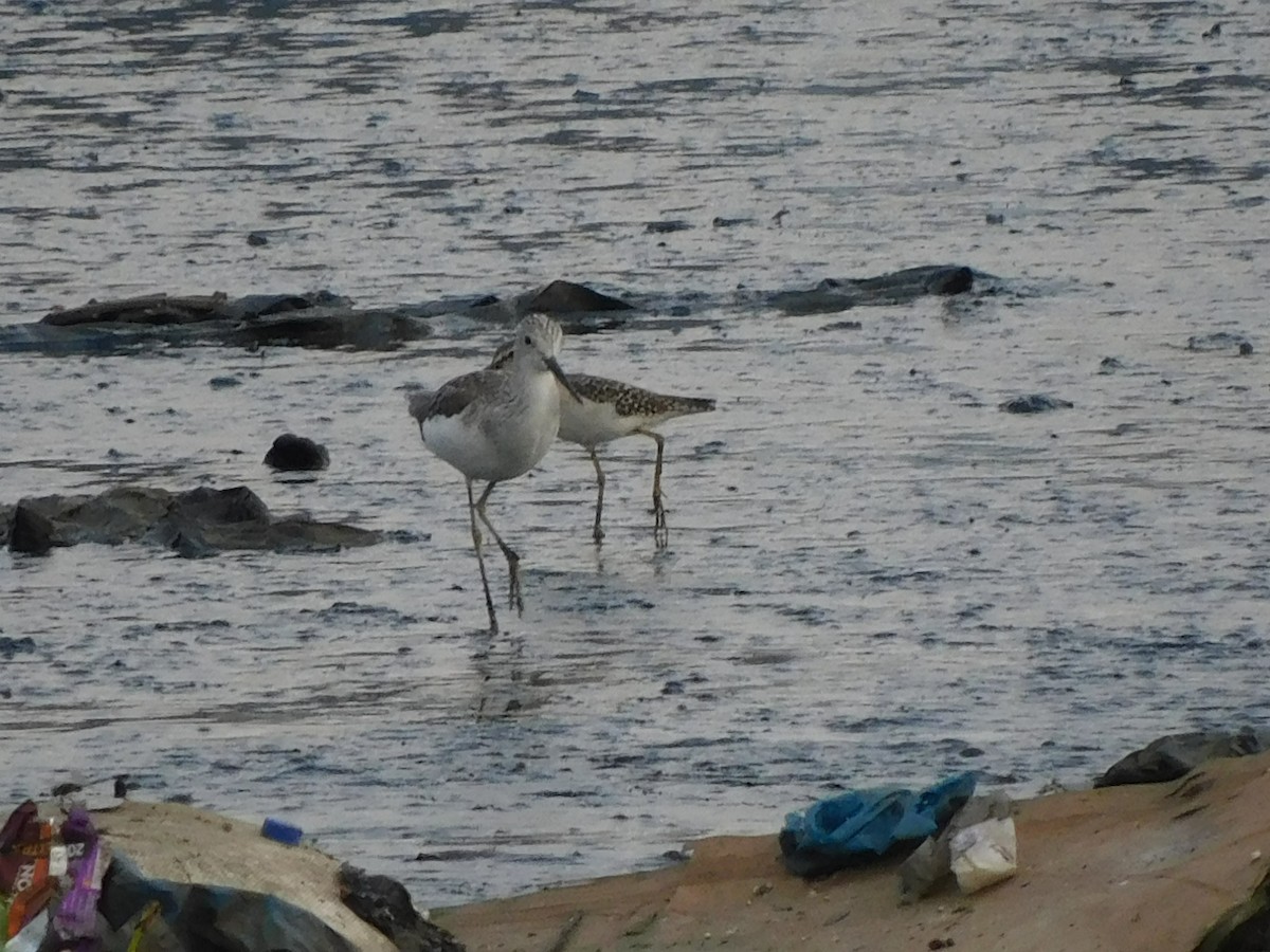 Common Greenshank - ML624533576