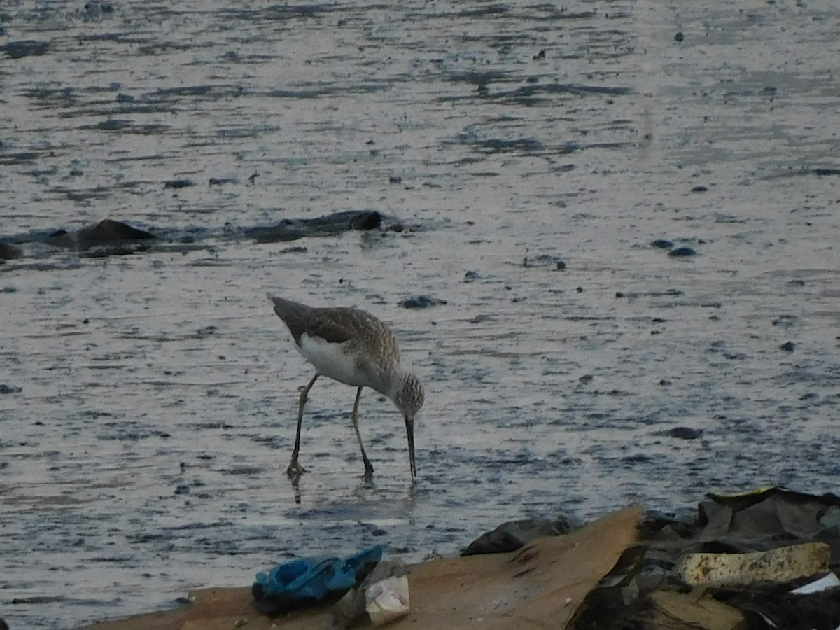 Common Greenshank - ML624533577