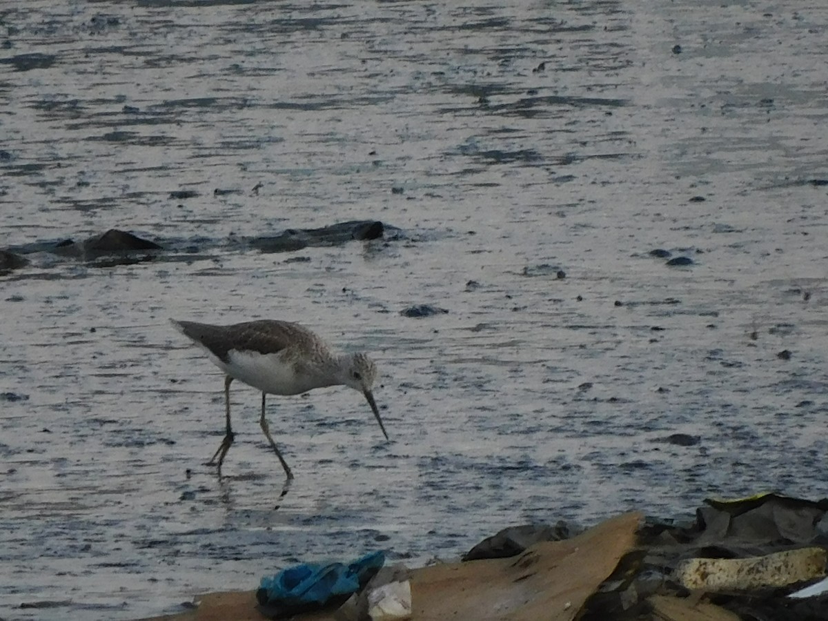 Common Greenshank - ML624533578