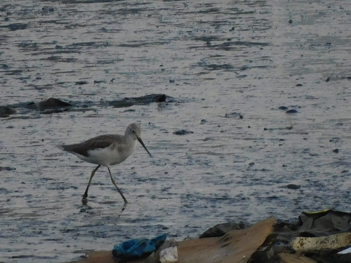 Common Greenshank - ML624533579