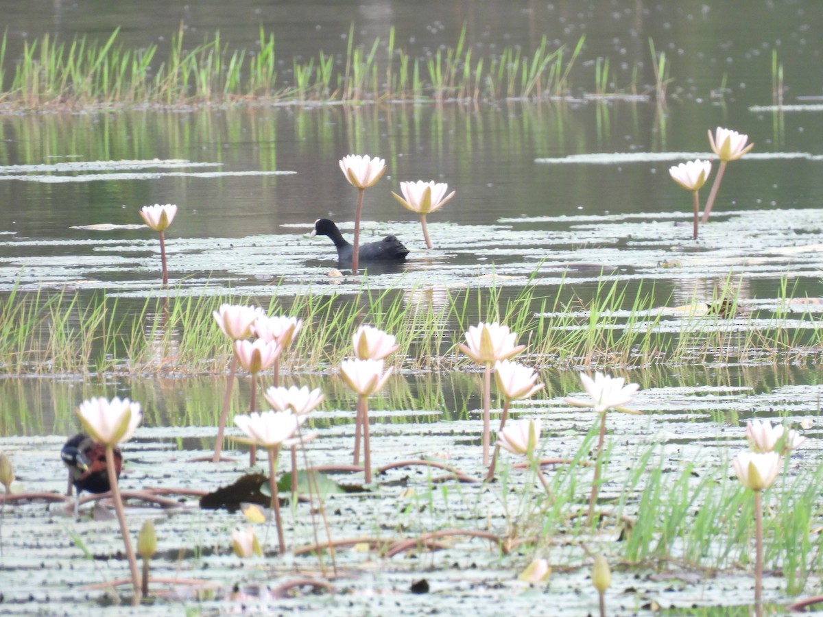 Eurasian Coot - ML624533580