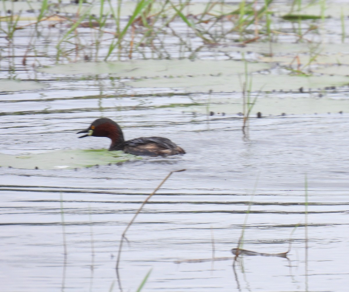 Little Grebe - ML624533581