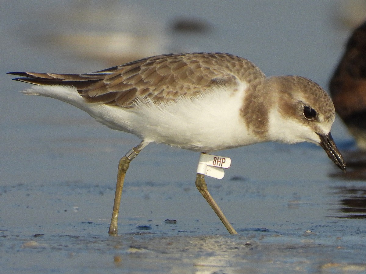 Greater Sand-Plover - ML624533582