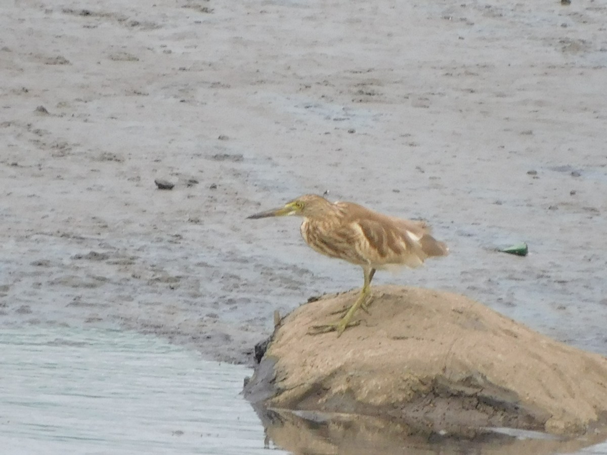 Indian Pond-Heron - ML624533583