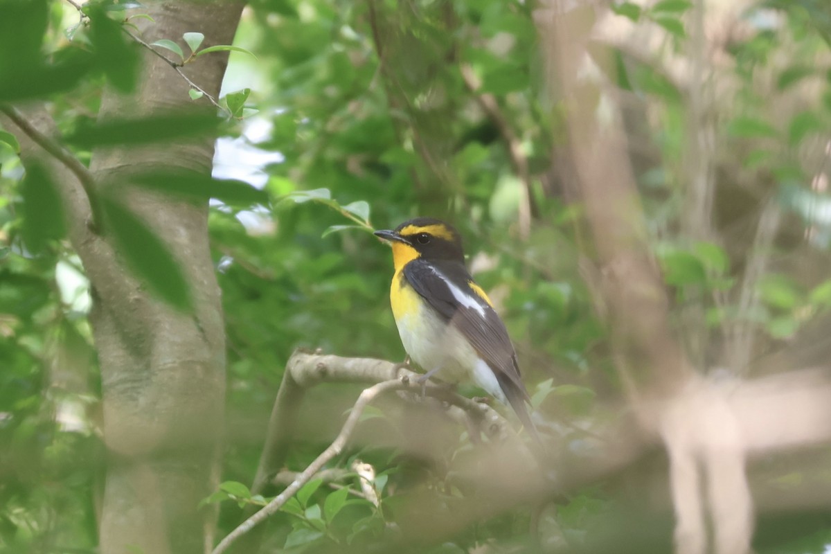 Narcissus Flycatcher - ML624533584