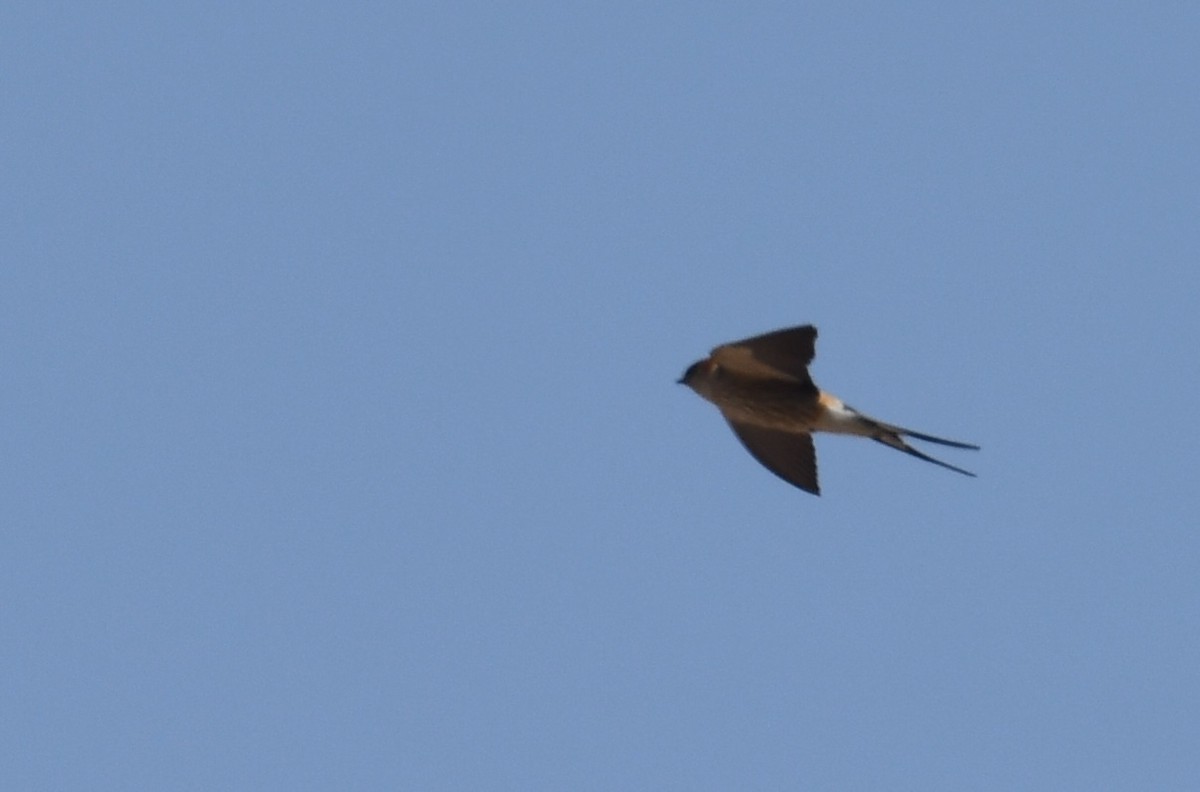 Lesser Striped Swallow - ML624533585