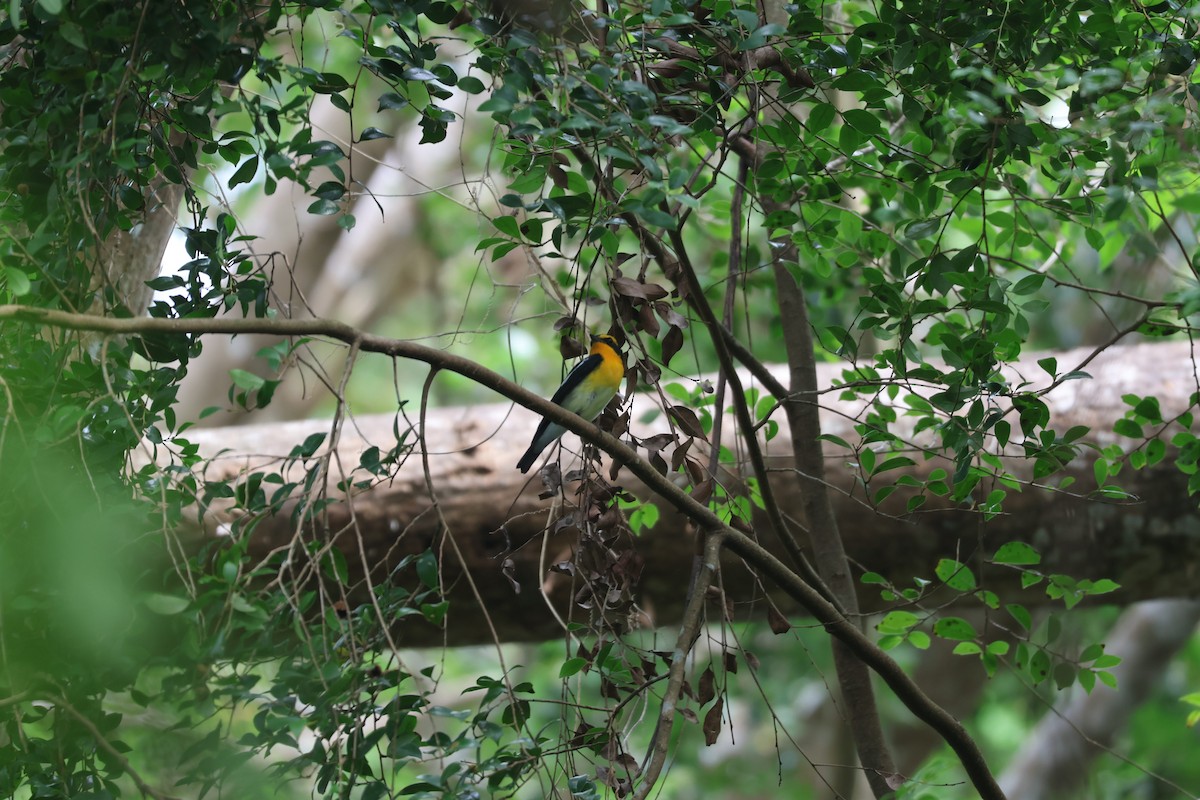 Narcissus Flycatcher - ML624533586