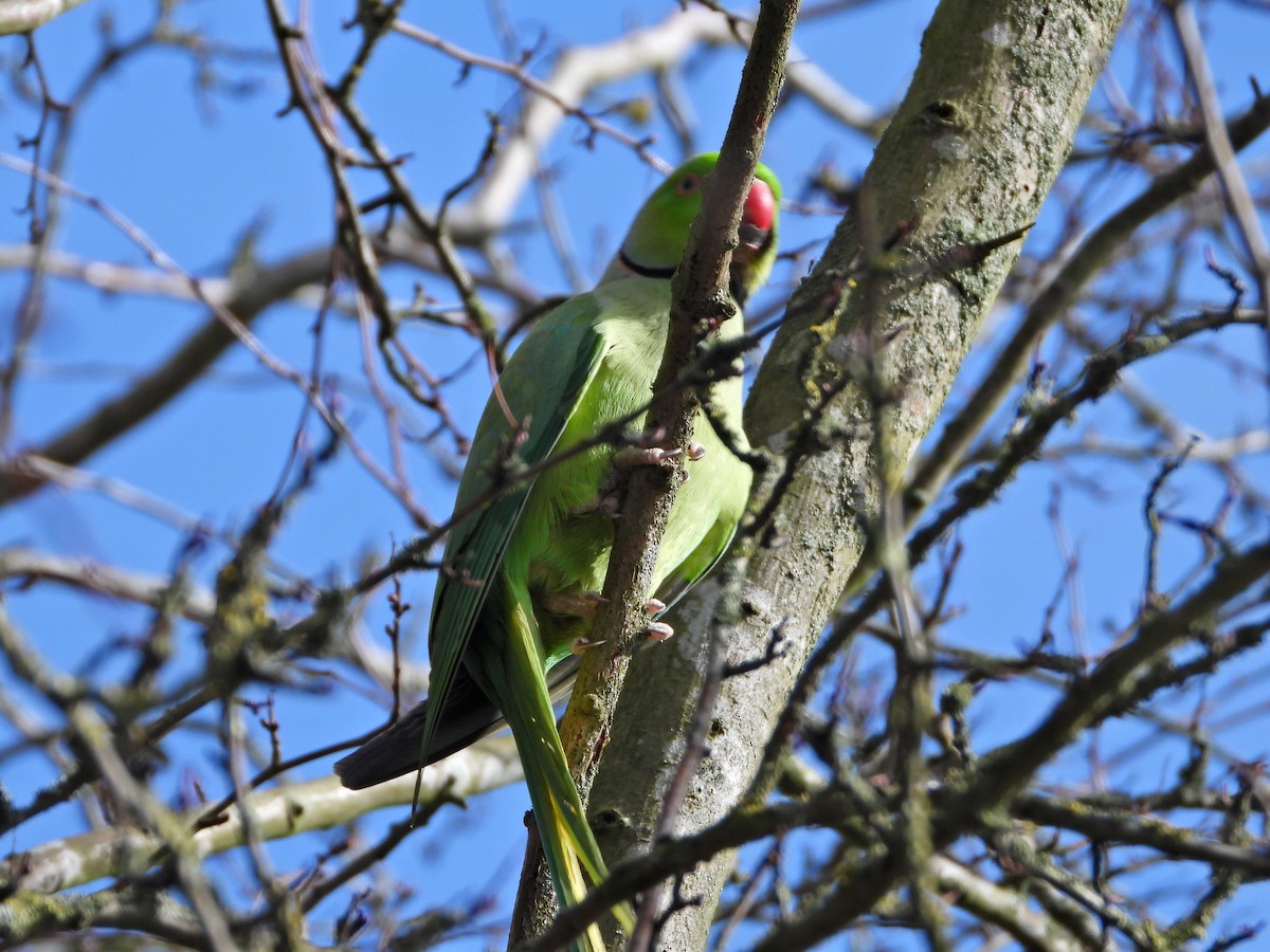 Rose-ringed Parakeet - ML624533589