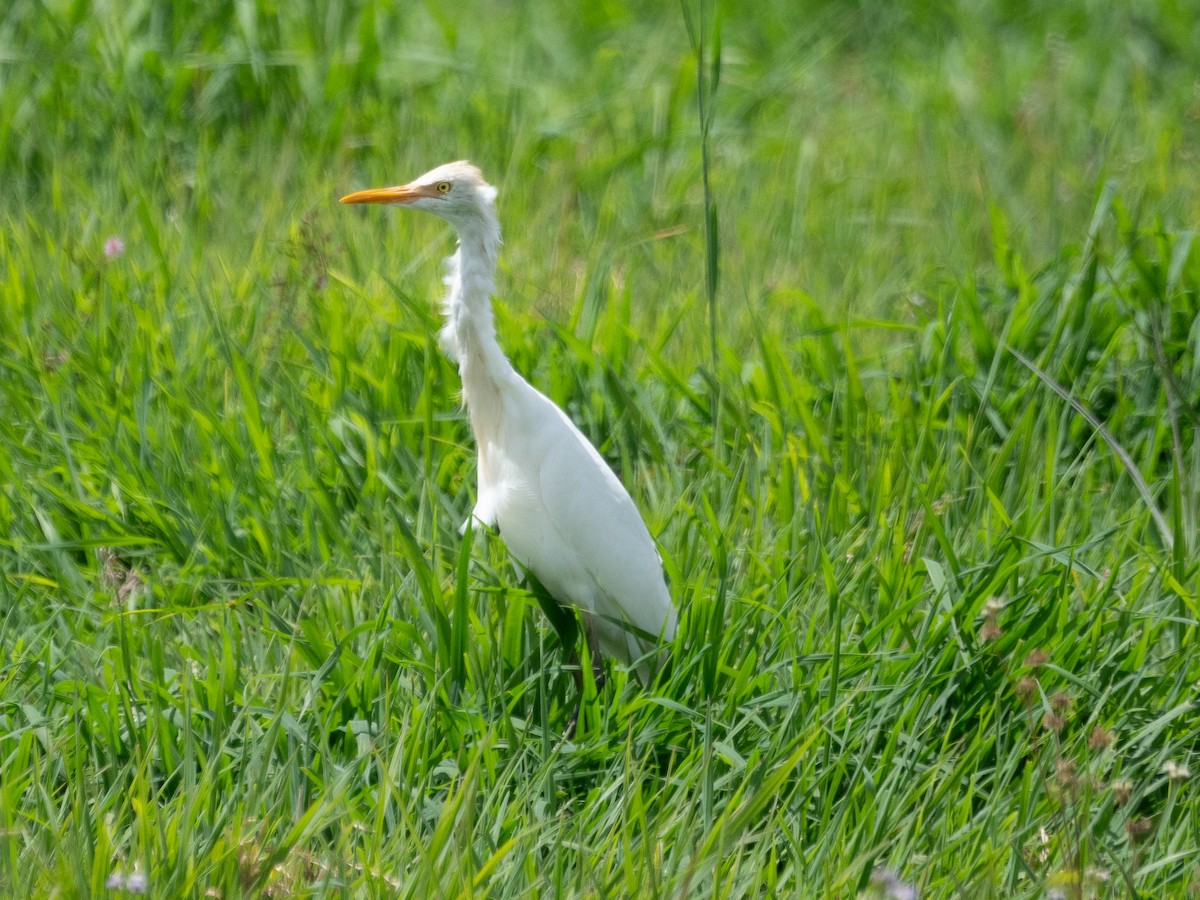 Eastern Cattle Egret - ML624533591