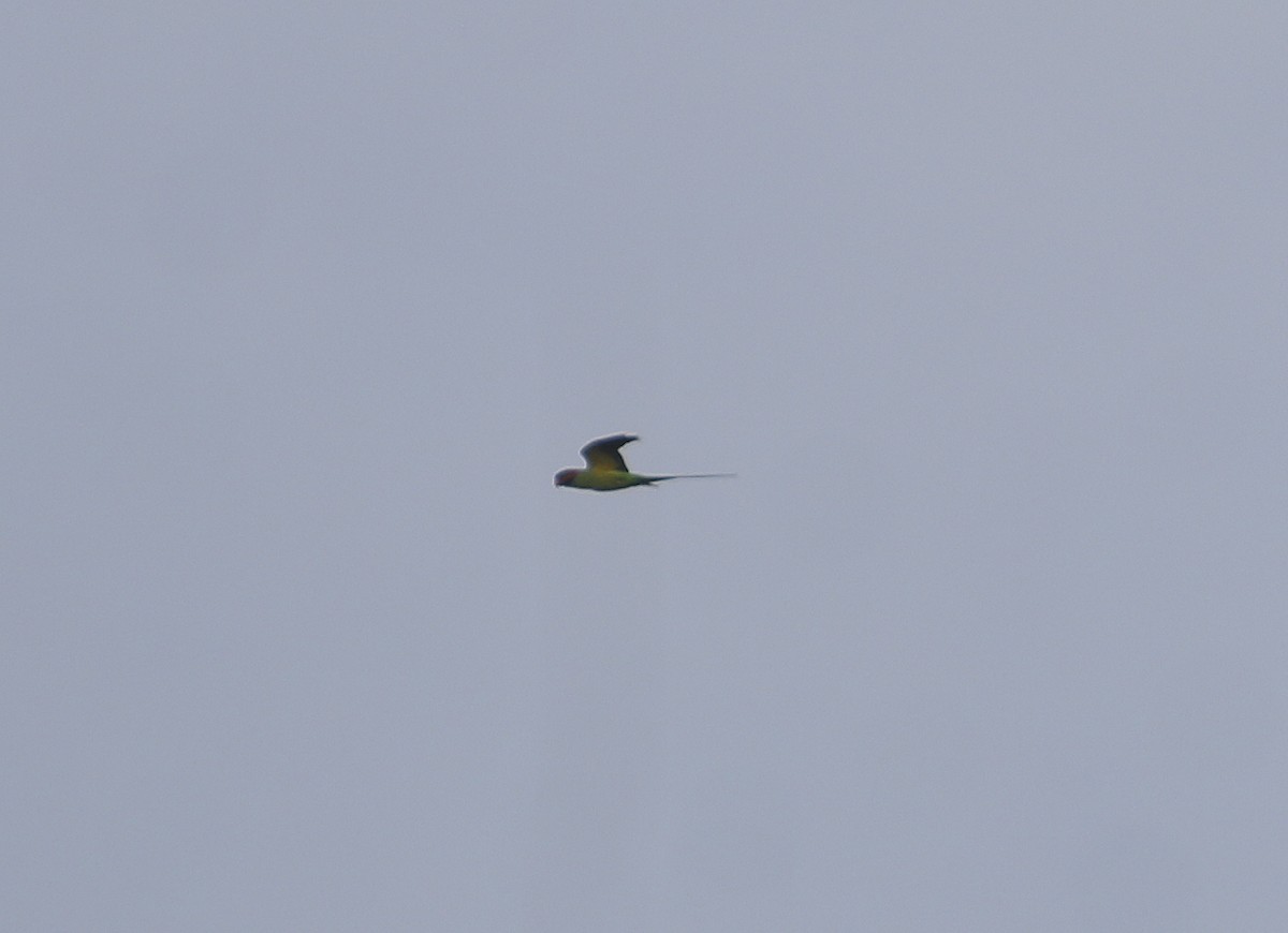 Long-tailed Parakeet - ML624533592