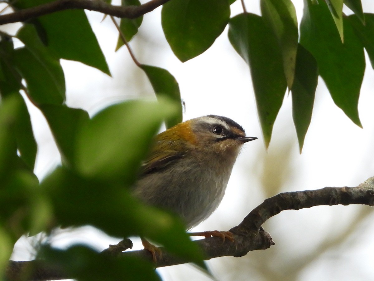 Common Firecrest - ML624533593