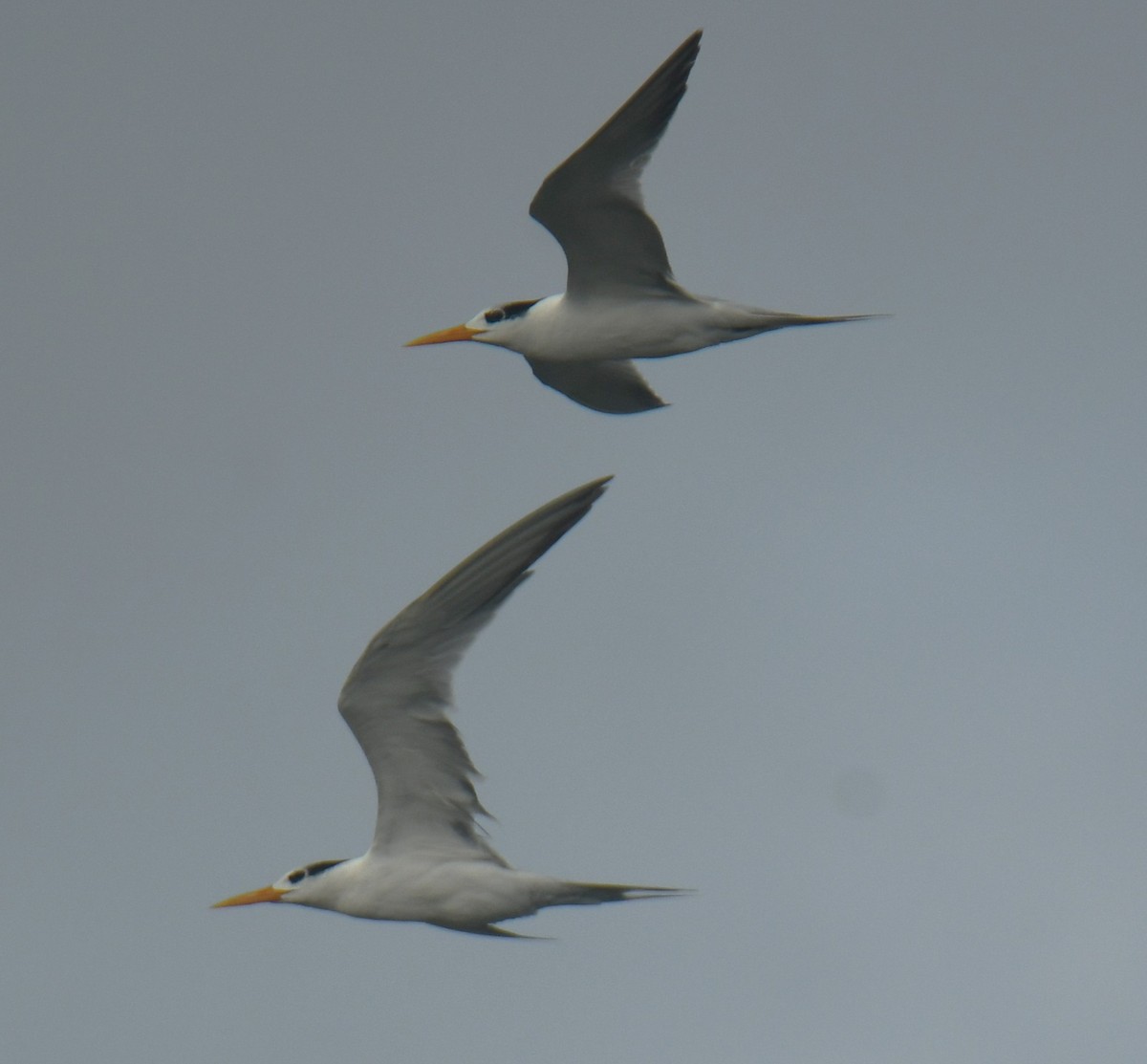 Lesser Crested Tern - ML624533594