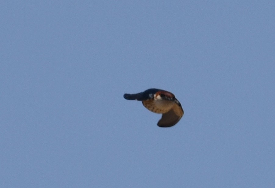 Lesser Striped Swallow - Rob Cahill