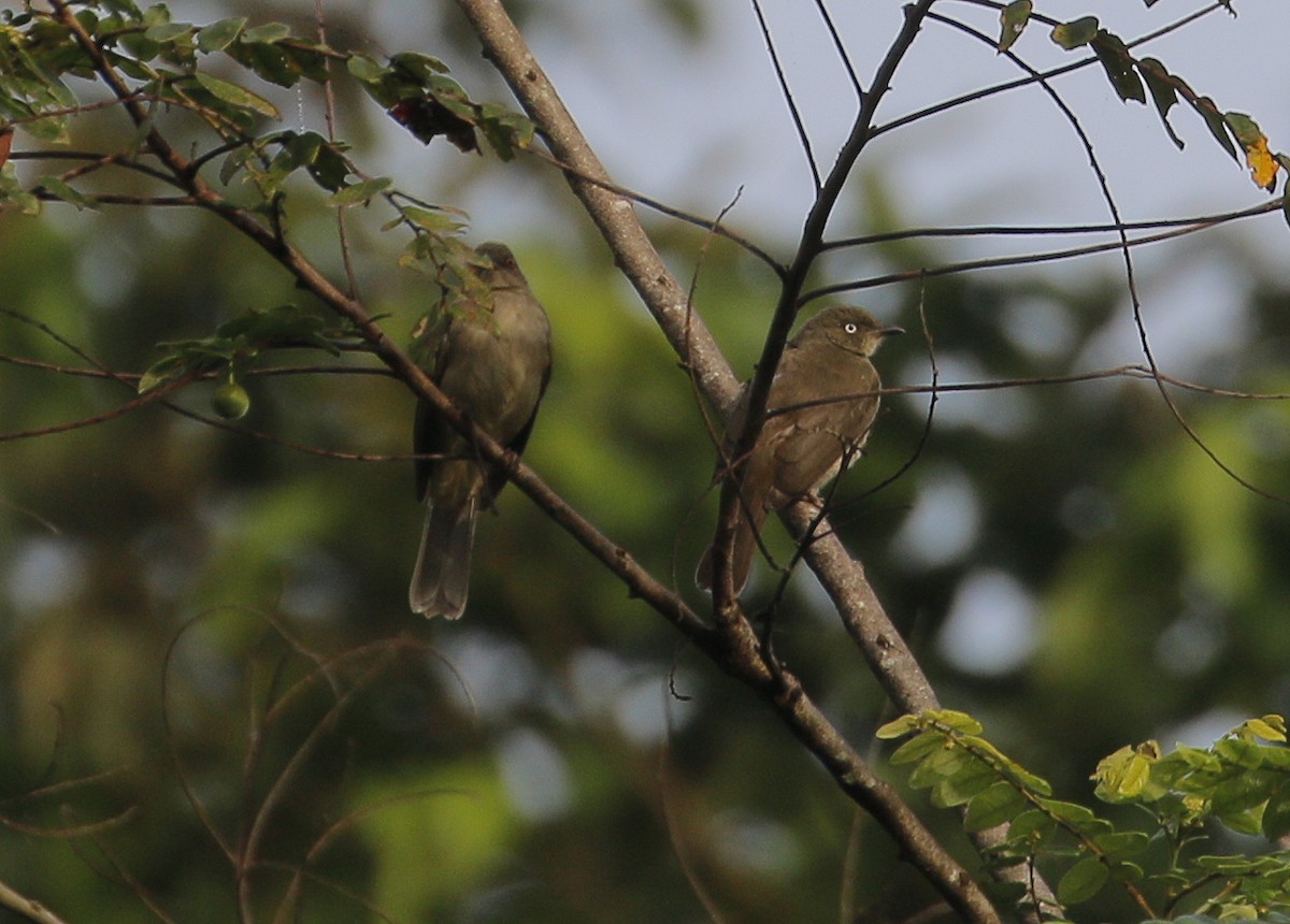 Cream-vented Bulbul - ML624533596