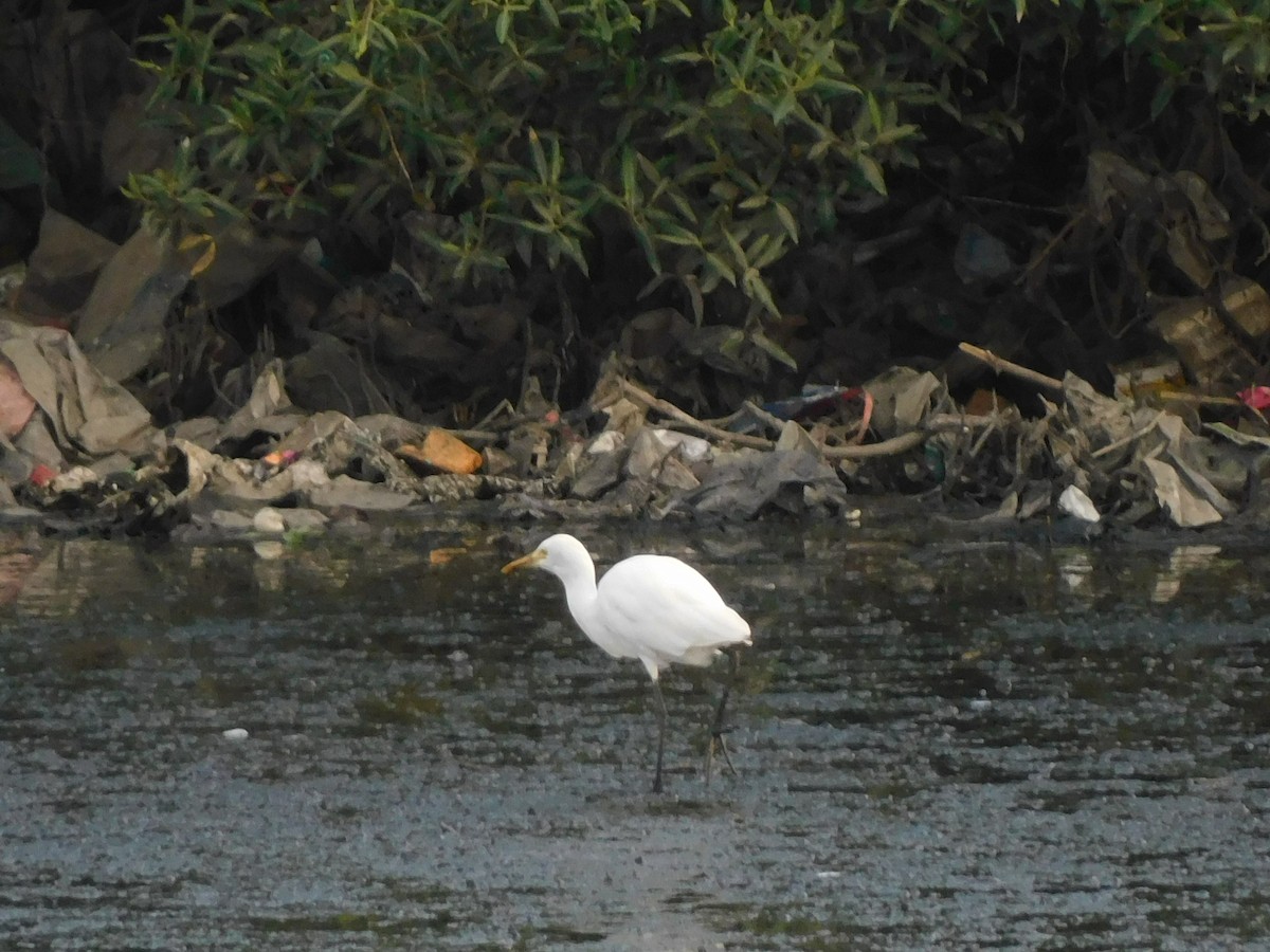 Eastern Cattle Egret - Sushant Pawar