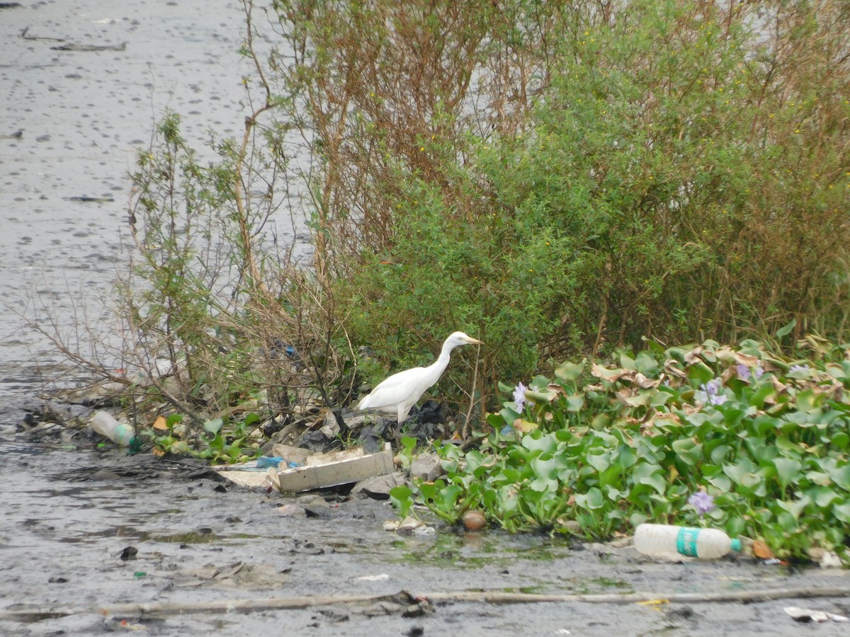 Eastern Cattle Egret - ML624533598