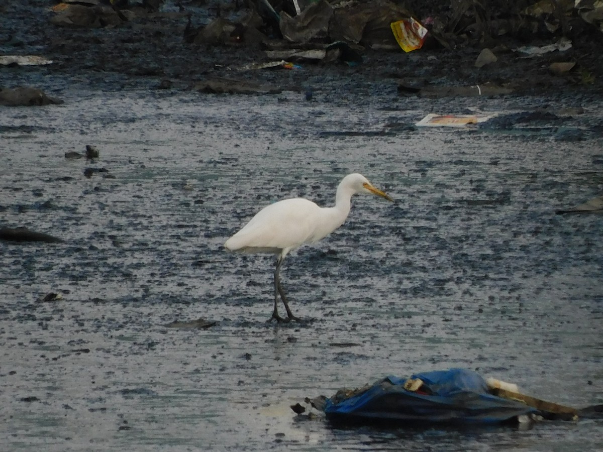 Eastern Cattle Egret - ML624533599