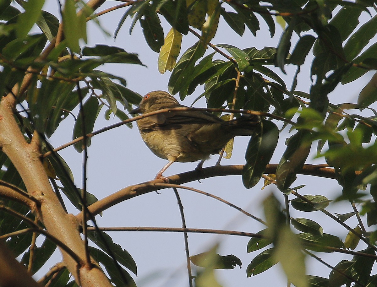 Red-eyed Bulbul - ML624533600