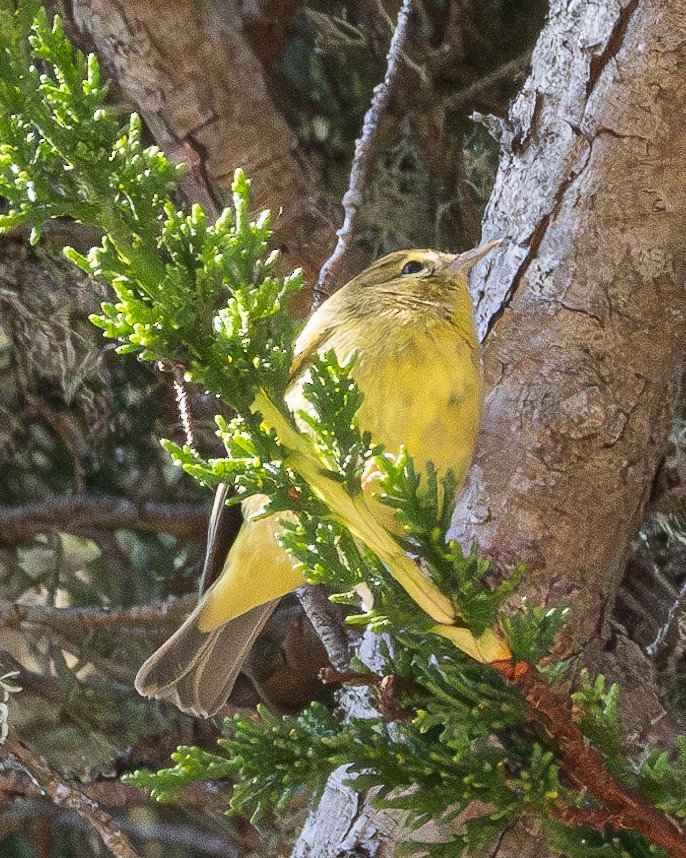 Orange-crowned Warbler - ML624533601