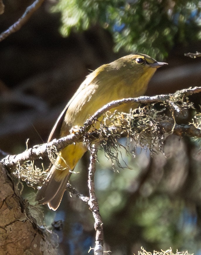 Orange-crowned Warbler - ML624533602