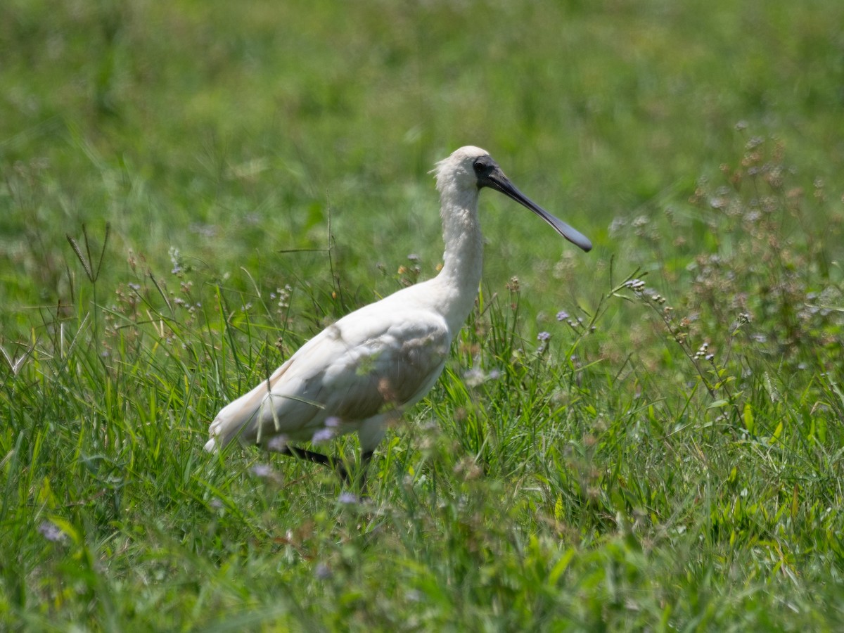 Royal Spoonbill - ML624533610