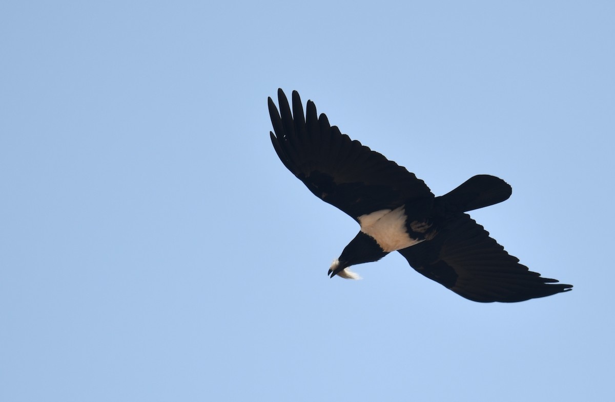 Pied Crow - ML624533639