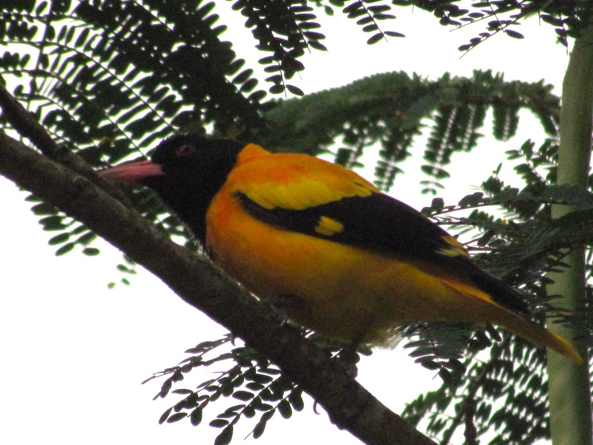 Black-hooded Oriole - ML624533645