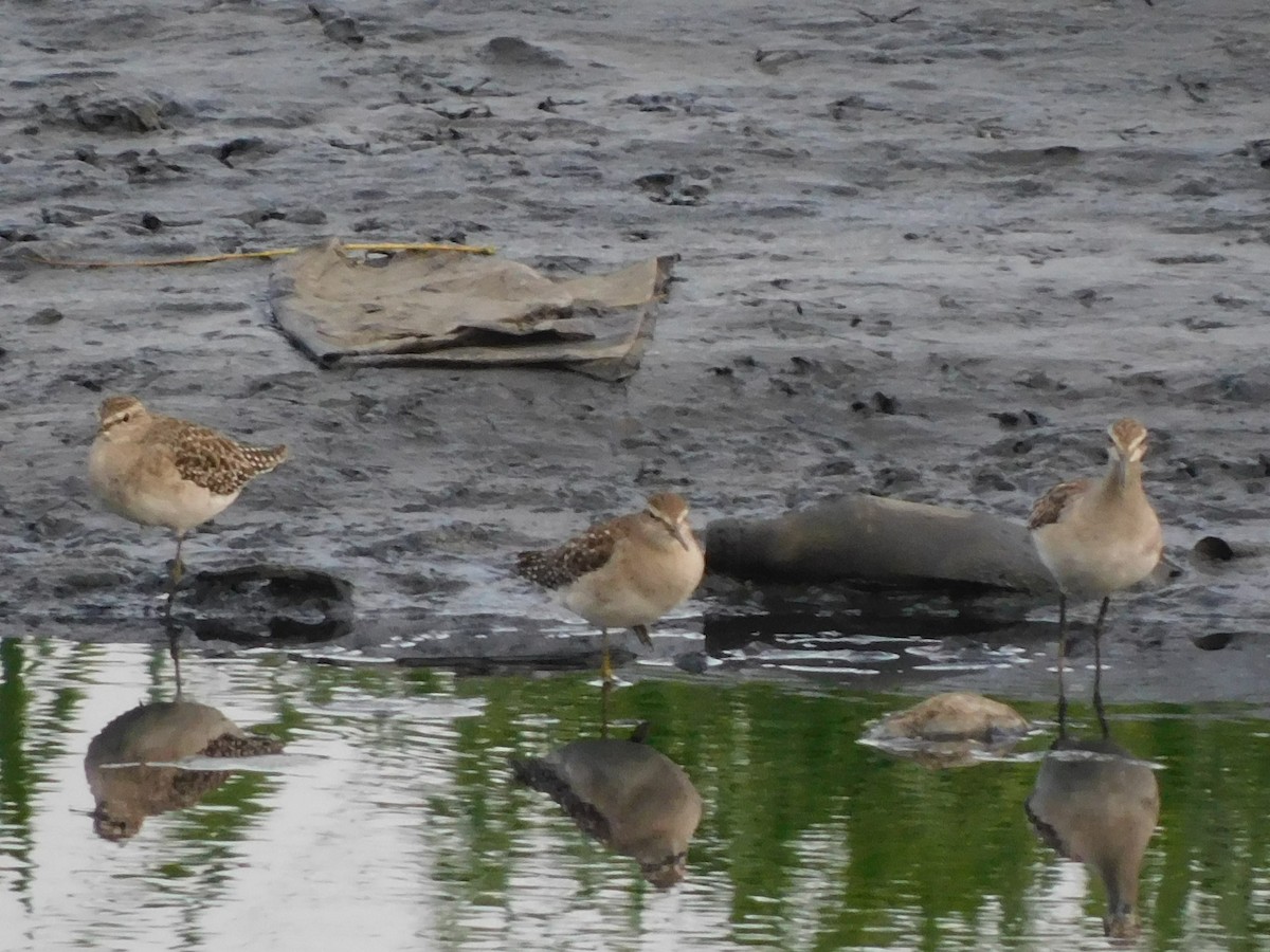 Wood Sandpiper - Sushant Pawar